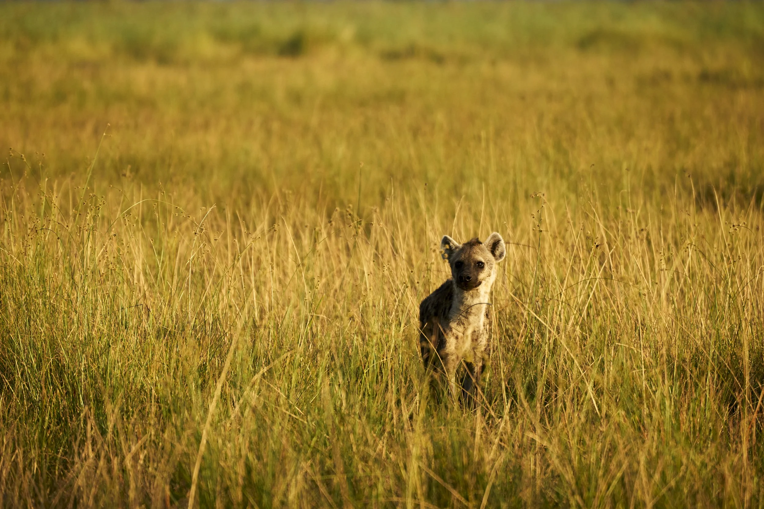 dmAFRICA X Smartfly MegaFam2025_Duma Tau_GibsonPhoto 26.jpg