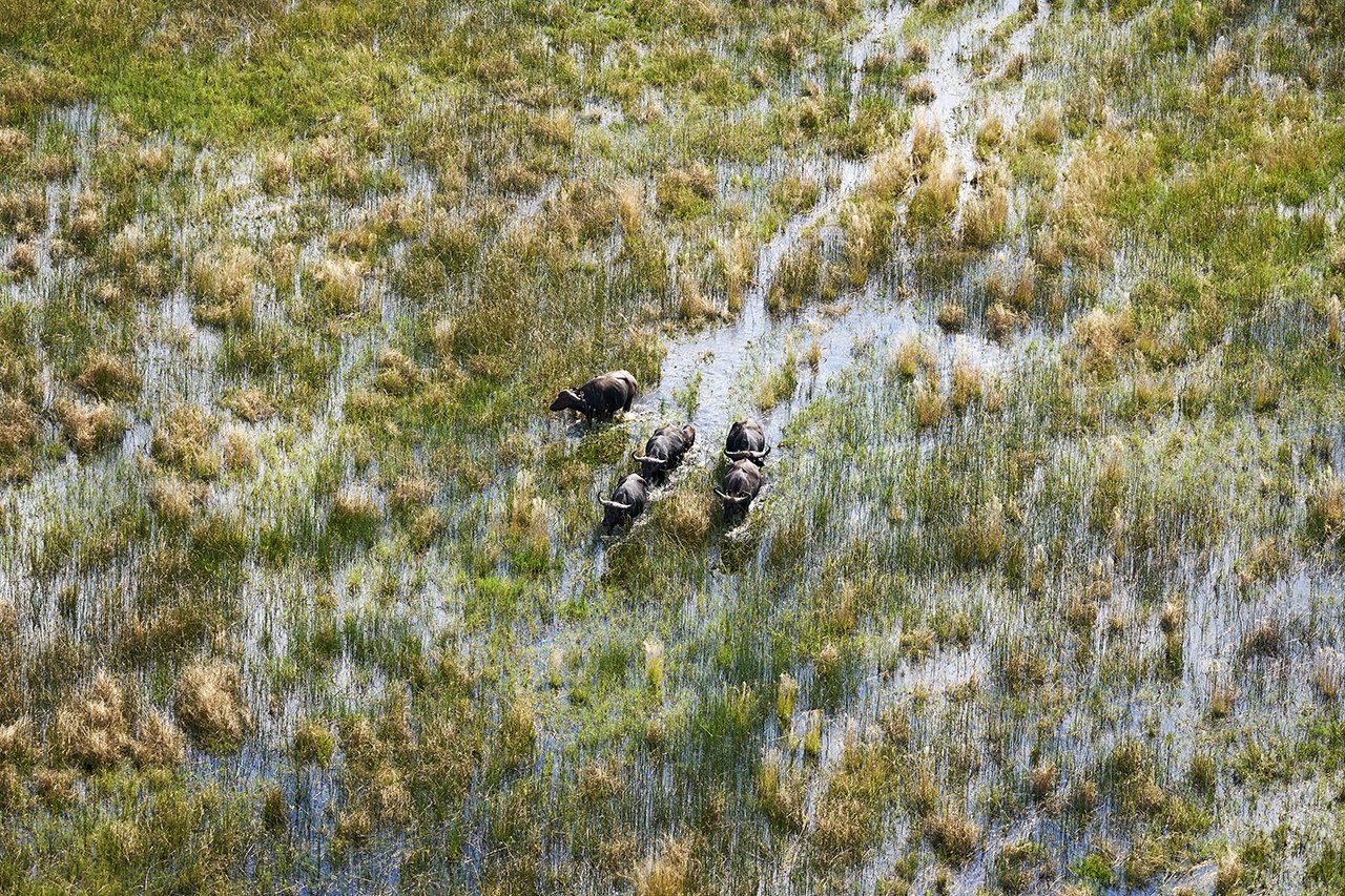 dmAFRICA X Smartfly MegaFam2025_Little Mombo & Mombo_GibsonPhoto 11.jpg