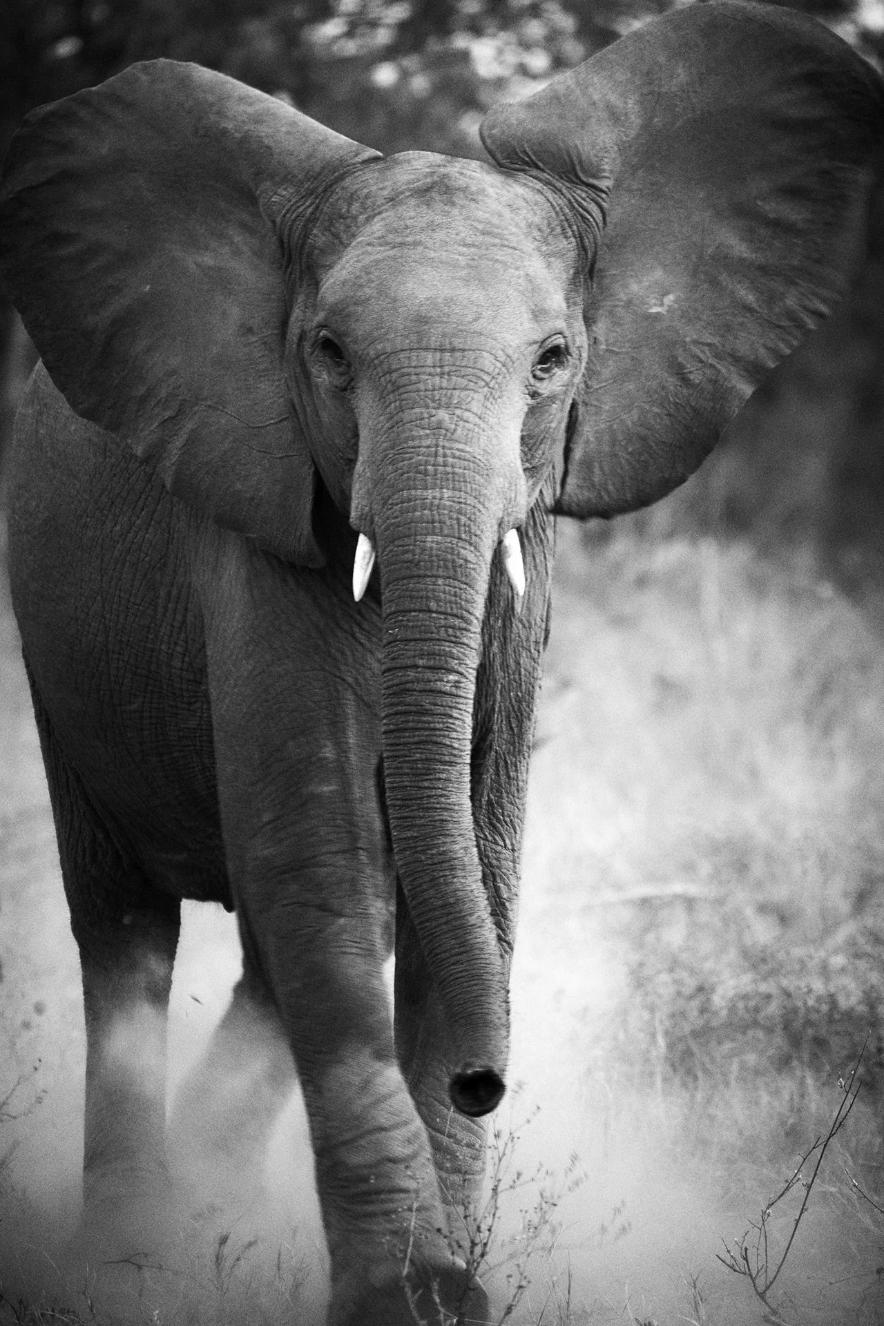 dmAFRICA X Smartfly MegaFam2025_Duma Tau_GibsonPhoto 23.jpg