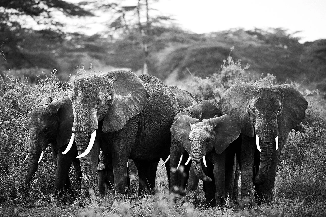DM Africa_Angama Amboseli 23.jpg