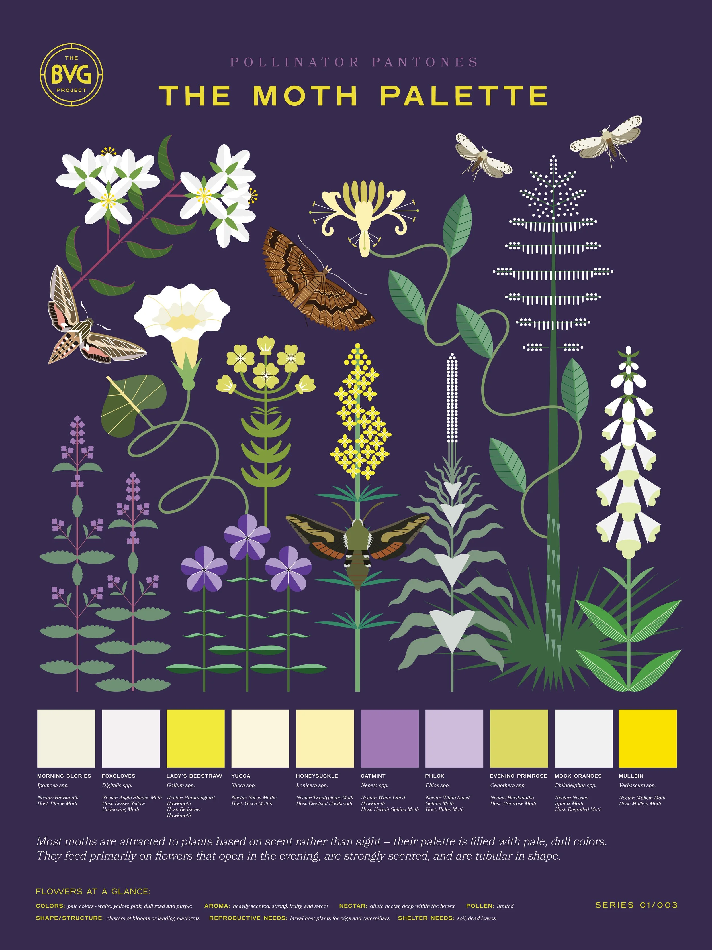 Moth Pollinator Pantones Poster_web.jpg