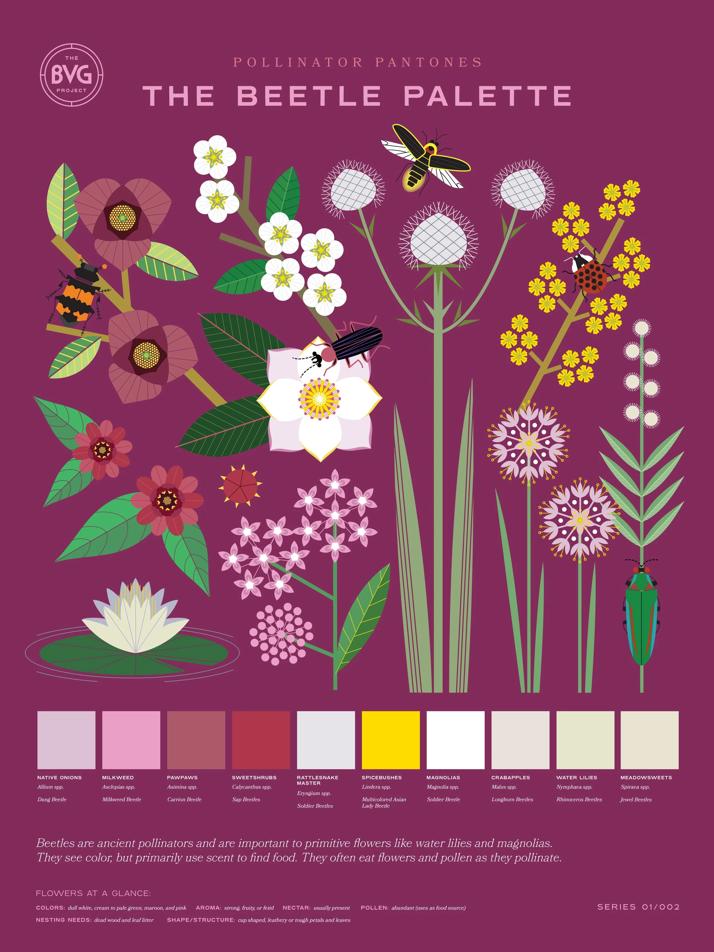 Beetle Pollinator Pantones Poster_web.jpg