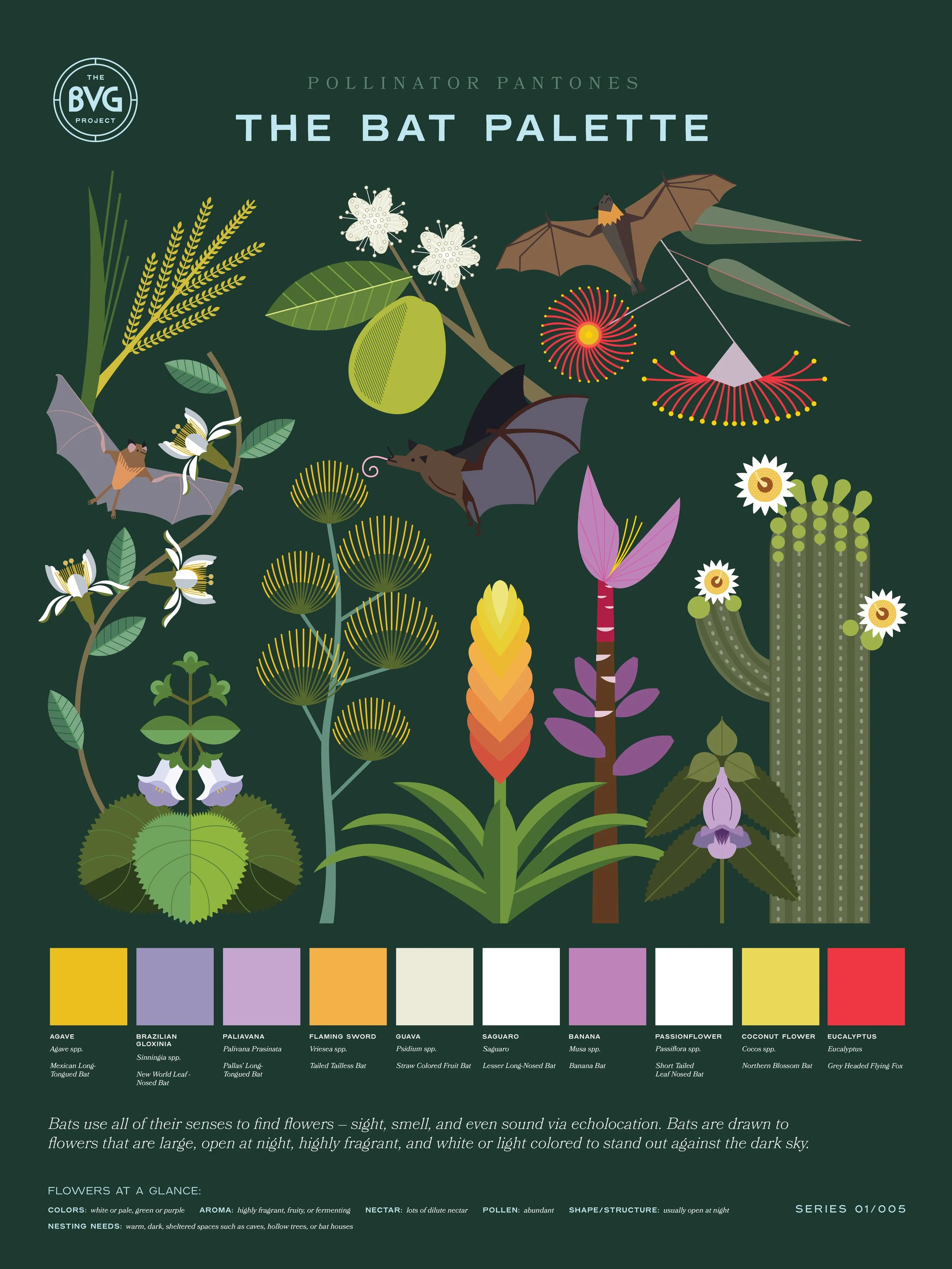 Bat Pollinator Pantones Poster_web.jpg