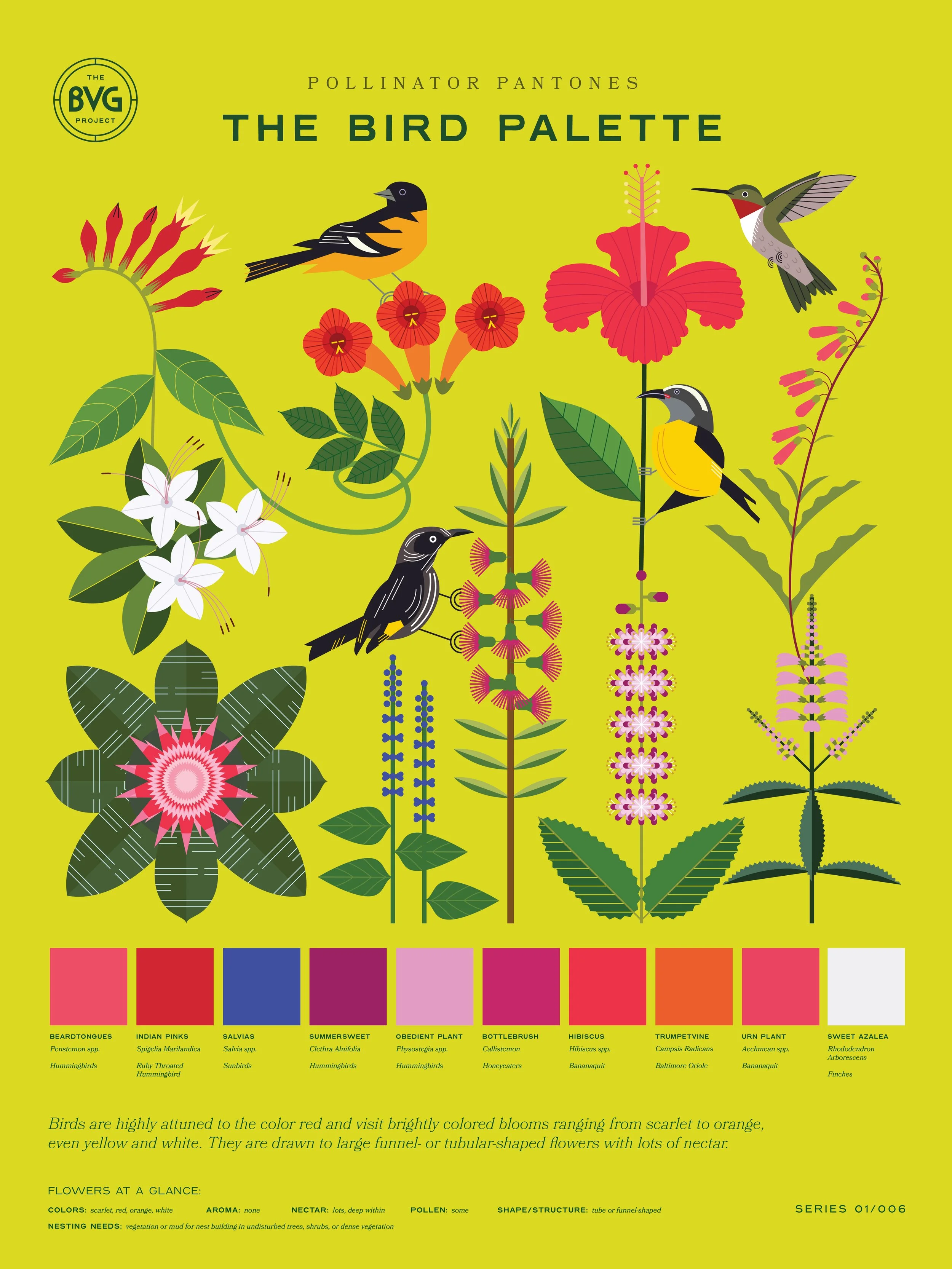 Bird Pollinator Pantones Poster_web.jpg