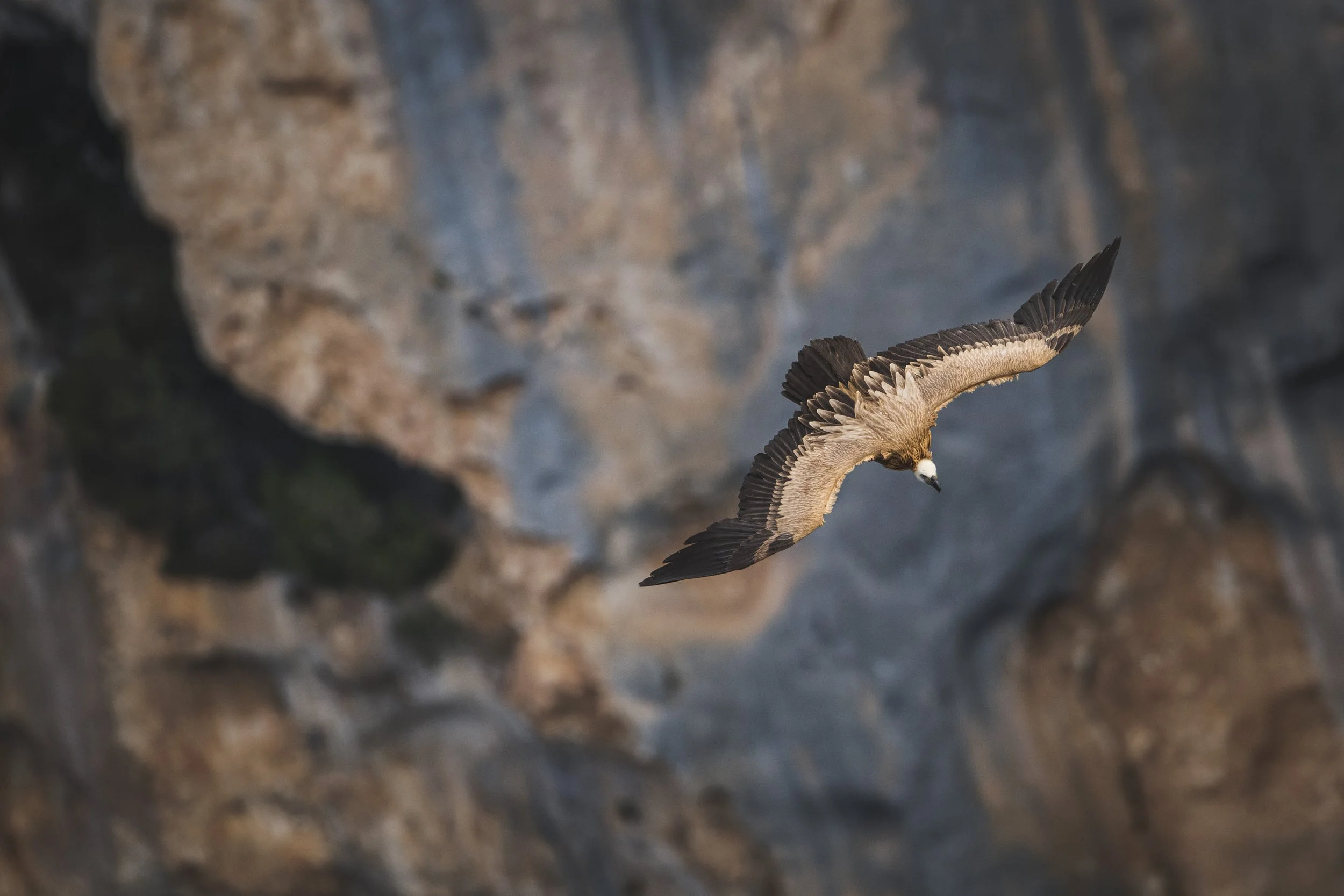 Eurasian griffon vulture - Gyps fulvus