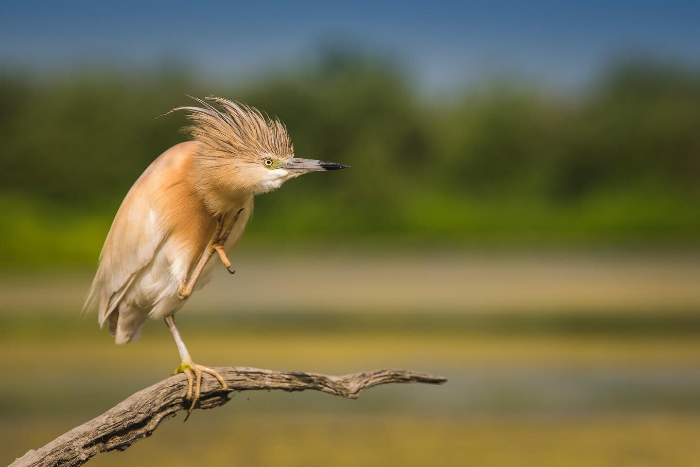 Squacco heron (Ardeola ralloides) in rice field. Hide in San Genuario by @skuanature 
.
.
#wildlifephotography #wildlifeplanet #wildlifephotographer #wildlifeaddicts #Wildlifeart #WildLifeOneArth #wildlifephoto #massimilianosticca #birdslover #BirdsO