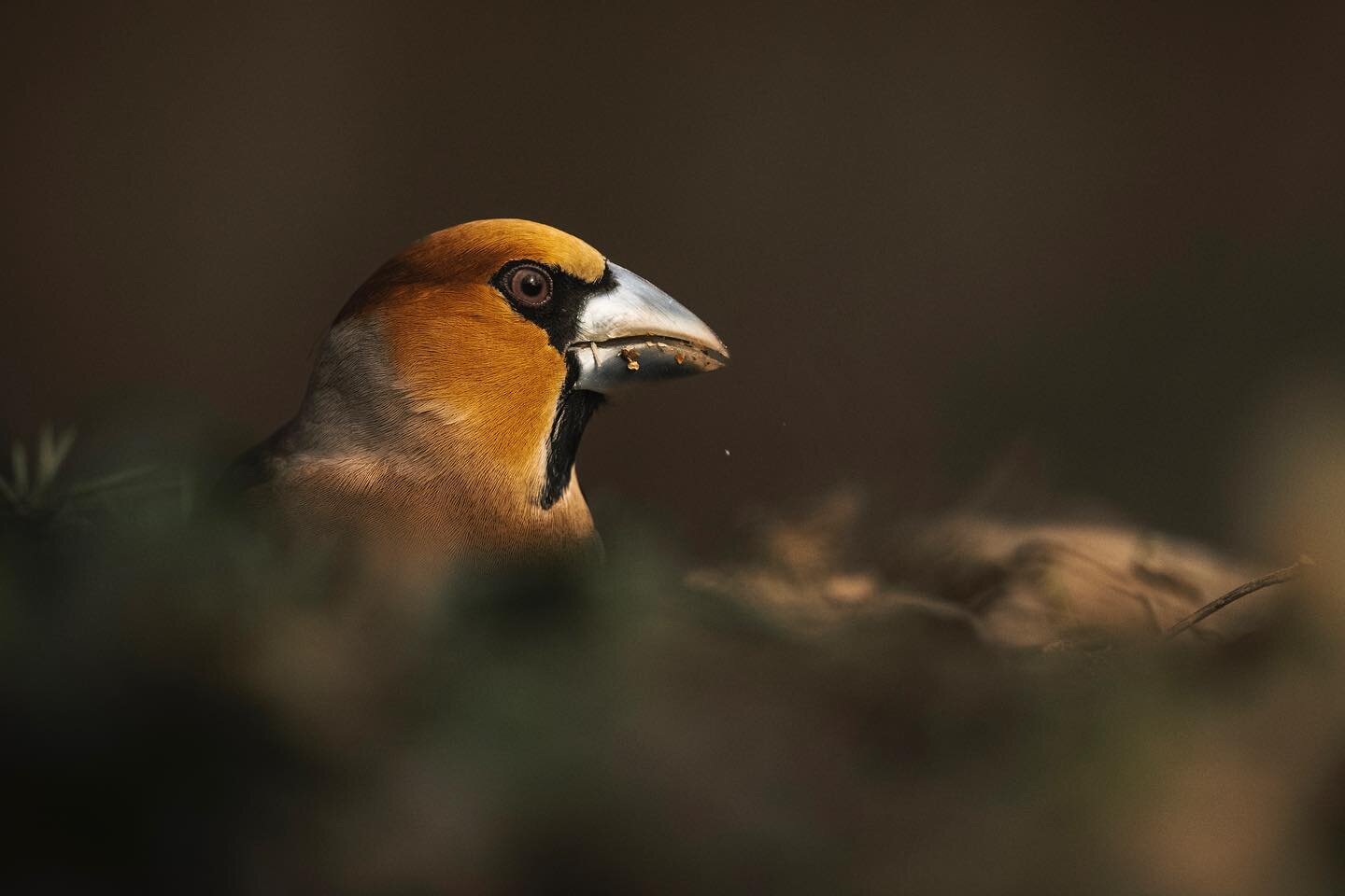 Hawfinch (Coccothraustes coccothraustes)
#nikonz7ii + #nikkor500mmf56pf @nikonitalia 
.
.

#wildlifephotography #wildlifeplanet #wildlifephotographer #wildlifeaddicts #Wildlifeart #WildLifeOneArth #wildlifephoto #massimilianosticca #birdslover #Birds