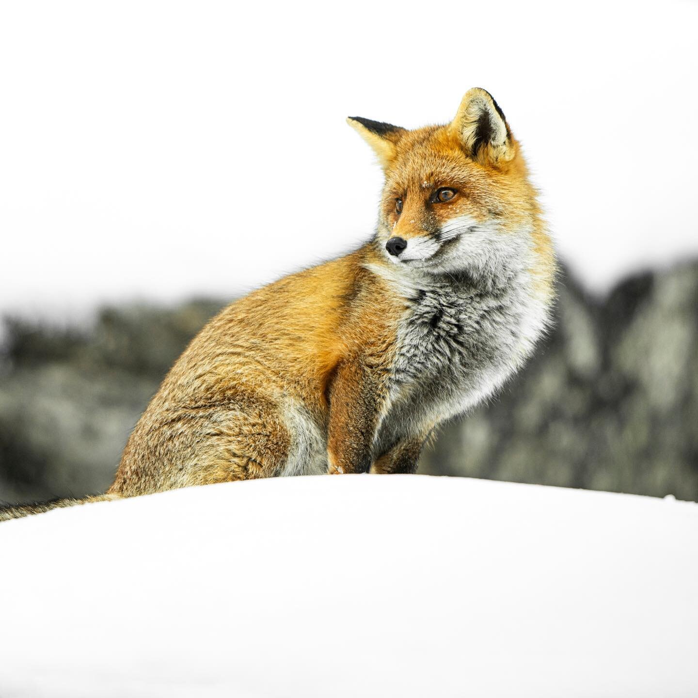 Red fox in the snow, some month ago at Gran Paradiso National Park.⁠⁠
.⁠⁠
.⁠⁠
#animalphotos⁠⁠
#animalphotography⁠⁠
#animalsofinstagram⁠⁠
#animalsultans⁠⁠
#birdsofinstagram⁠⁠
#birdphotography⁠⁠
#discovertheworld⁠⁠
#exclusive_animals⁠⁠
#explore_wildlif