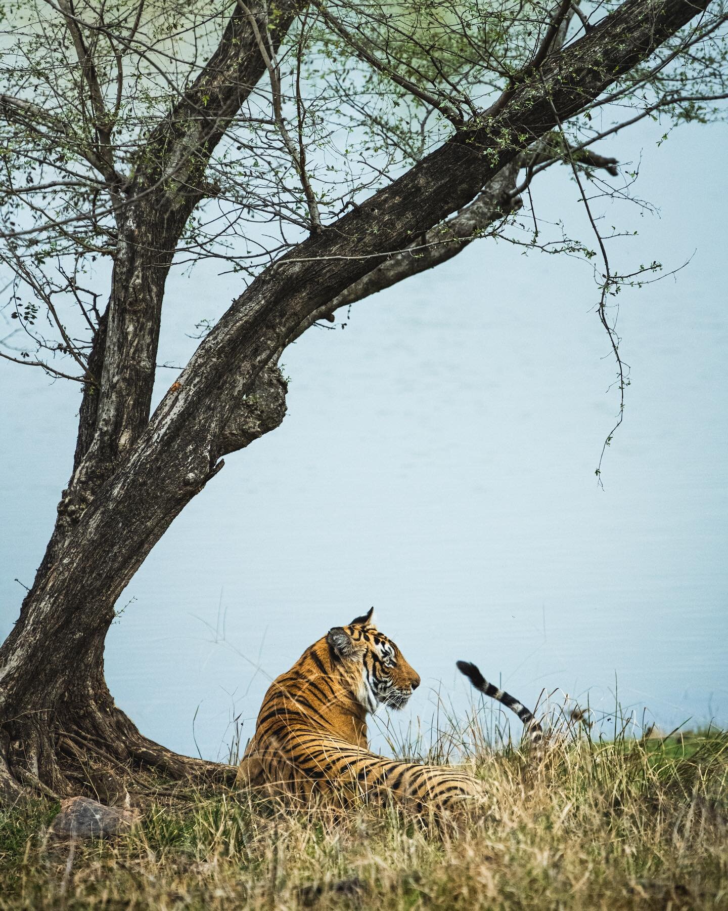 Tiger at @ranthambhorepark Rajasthan, India. 31/04/2023
.
.
#ranthamborenationalpark #ranthambore #ranthamborediaries #ranthamboretigerreserve #india #tiger #wildlifeonearth #wildlife_perfection #wildlifeplanet #yourshotphotographer #yourshot_india #