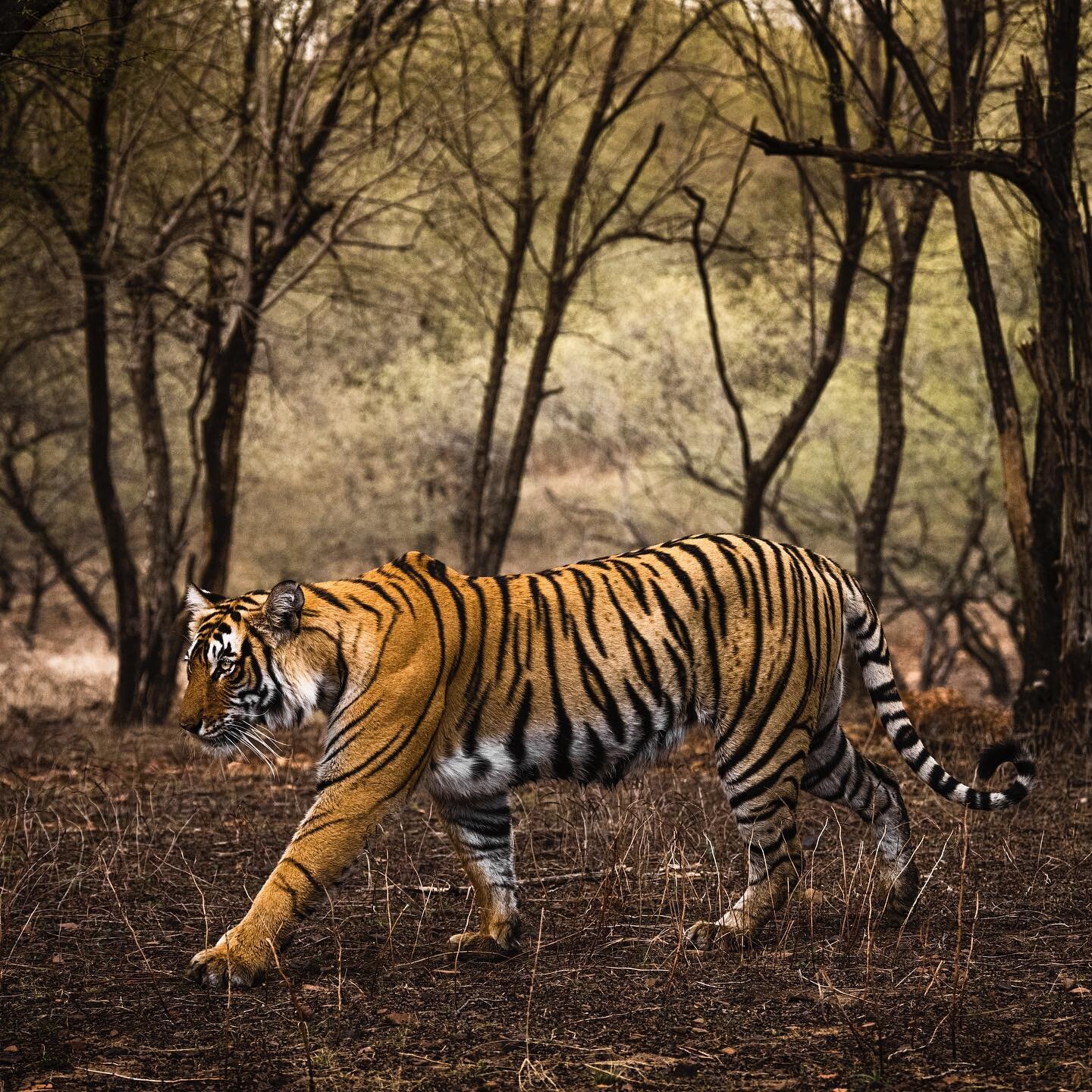 Tiger at @ranthambhorepark Rajasthan, India. 31/04/2023
.
.
#ranthamborenationalpark #ranthambore #ranthamborediaries #ranthamboretigerreserve #india #tiger #wildlifeonearth #wildlife_perfection #wildlifeplanet #yourshotphotographer #yourshot_india #