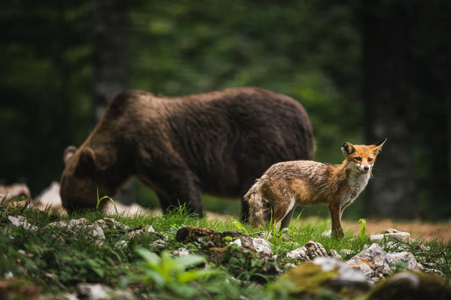 In the heart of the Slovenian forest, a Brown Bear (Ursus arctos) and a Red Fox (Vulpes vulpes) share the same space in harmony.
While humans wage wars, animals remind us that coexistence is possible, and that respect is the only true key to survival