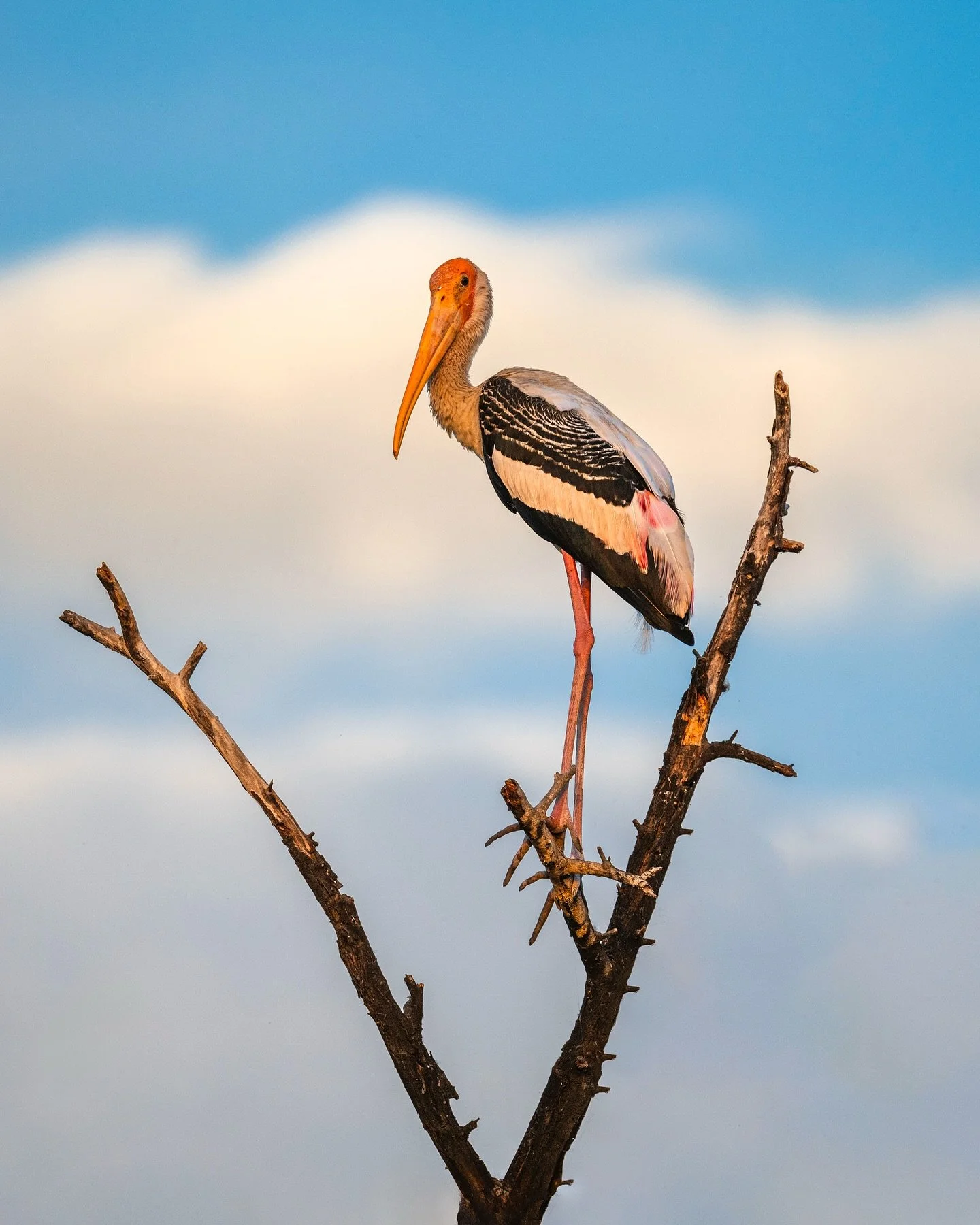 The Painted Stork (Mycteria leucocephala) is one of the most iconic residents of the Bharatpur wetlands. With its striking pink tertial feathers, bold black-and-white pattern, and long yellow-orange bill, it creates an elegant contrast against the sh