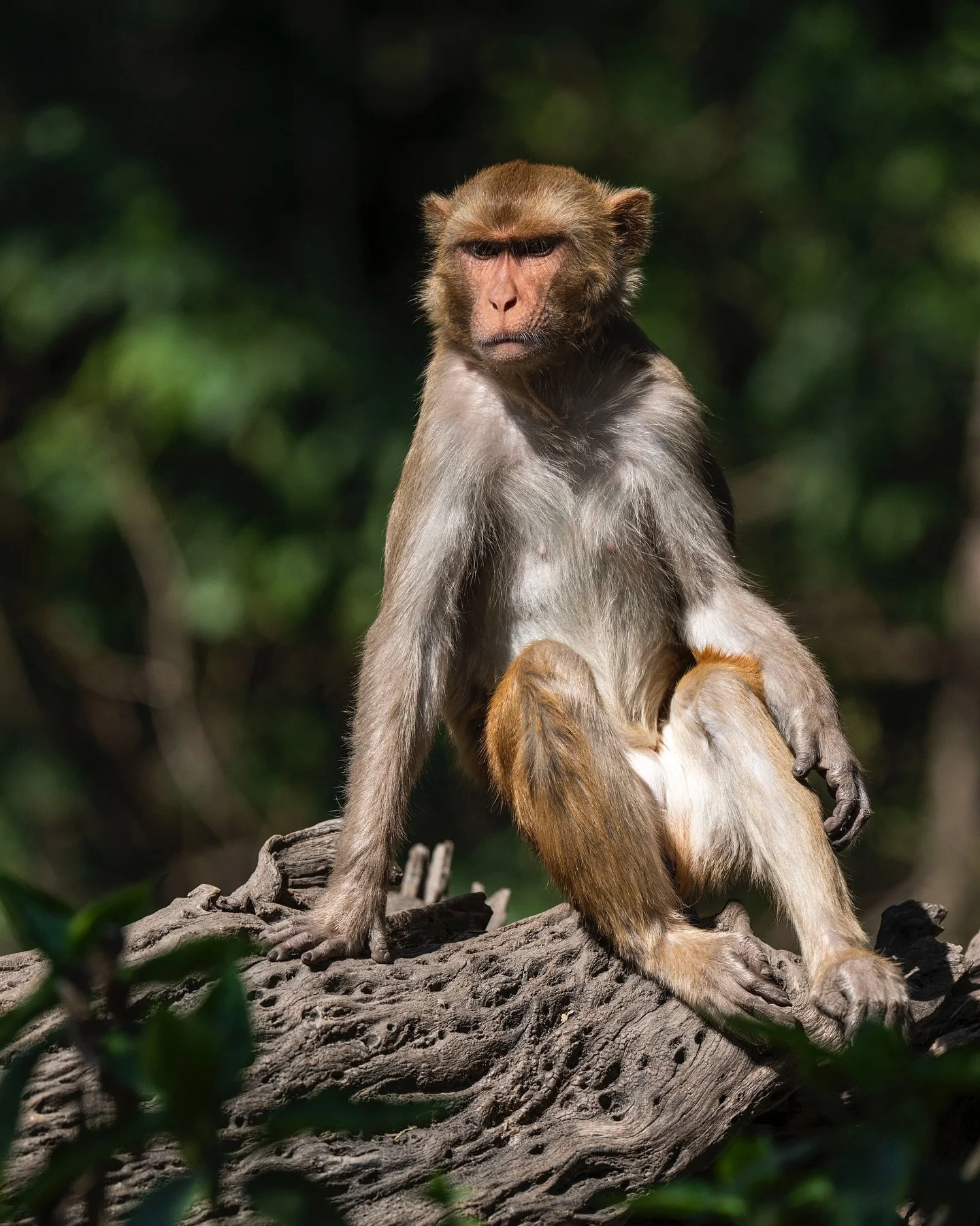 My favorite influencer during my trip in India 2025! 
The Rhesus Macaque (Macaca mulatta) is one of the most familiar faces of Keoladeo National Park in Bharatpur. Curious, clever, and often a little mischievous, these monkeys have mastered the art o