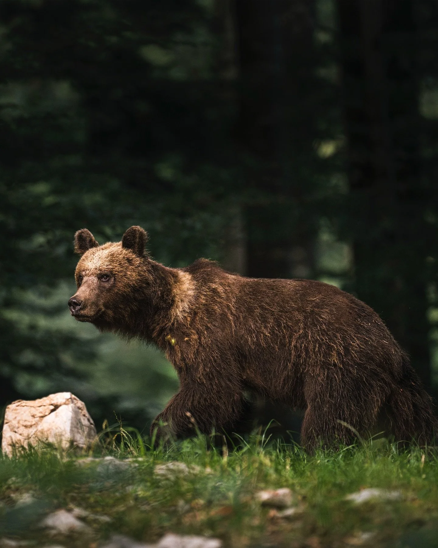 The brown bear moves silently through the forest. Powerful yet graceful, every step carries the weight of wilderness and reminds us that here nature still rules.

Thanks to @slovenianbears 
 #BrownBear #WildBear #WildlifePhotography #NatureInFocus #B