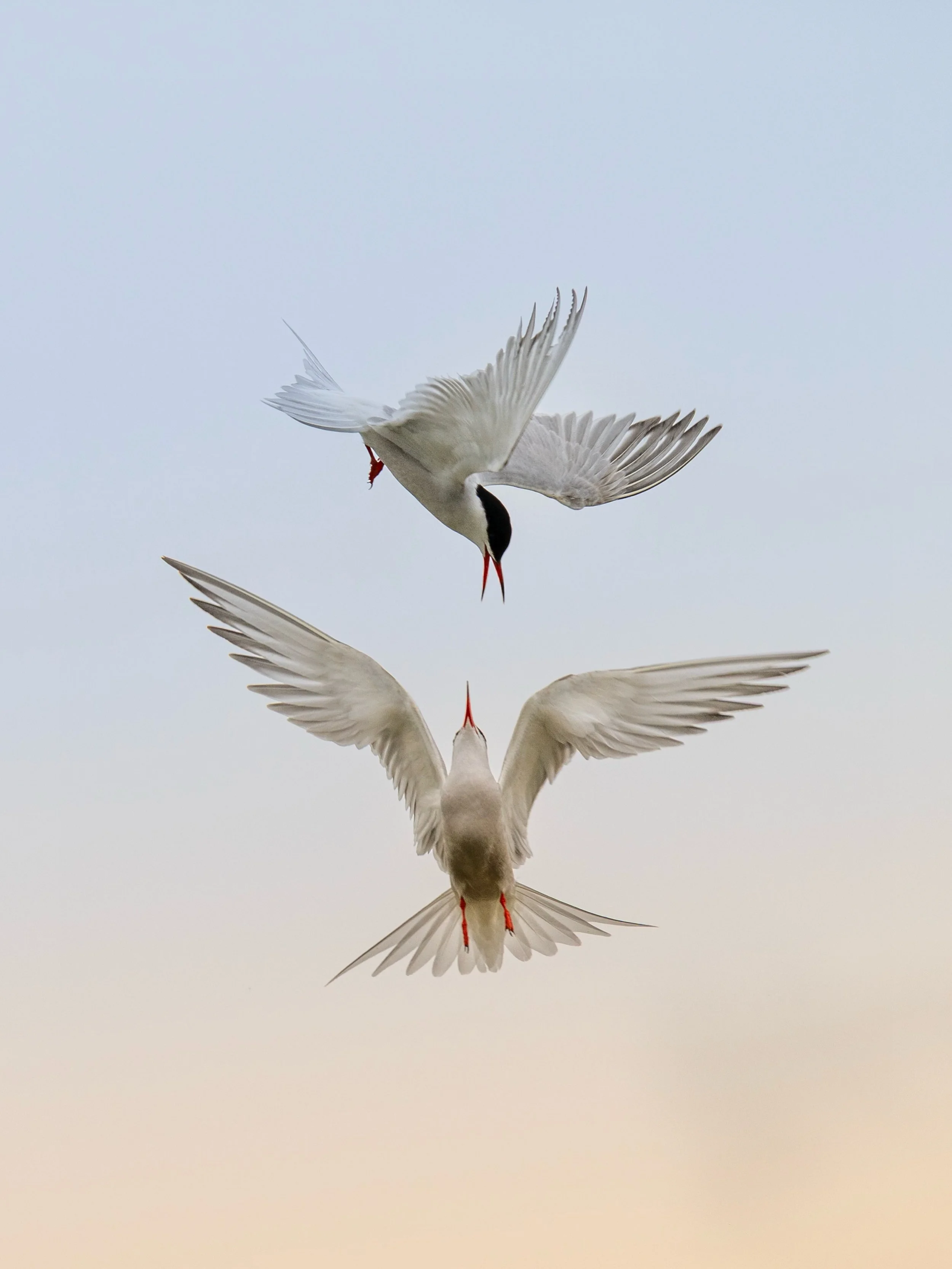 Aerial dance.

Two Common Terns (Sterna hirundo) crossing paths over the Camargue.

Camargue, France 🇫🇷

Shot with @nikonitalia Z8 + NIKKOR Z 400mm f/4.5 VR S

#CommonTern #SternaHirundo #Camargue #WildlifePhotography #BirdPhotography