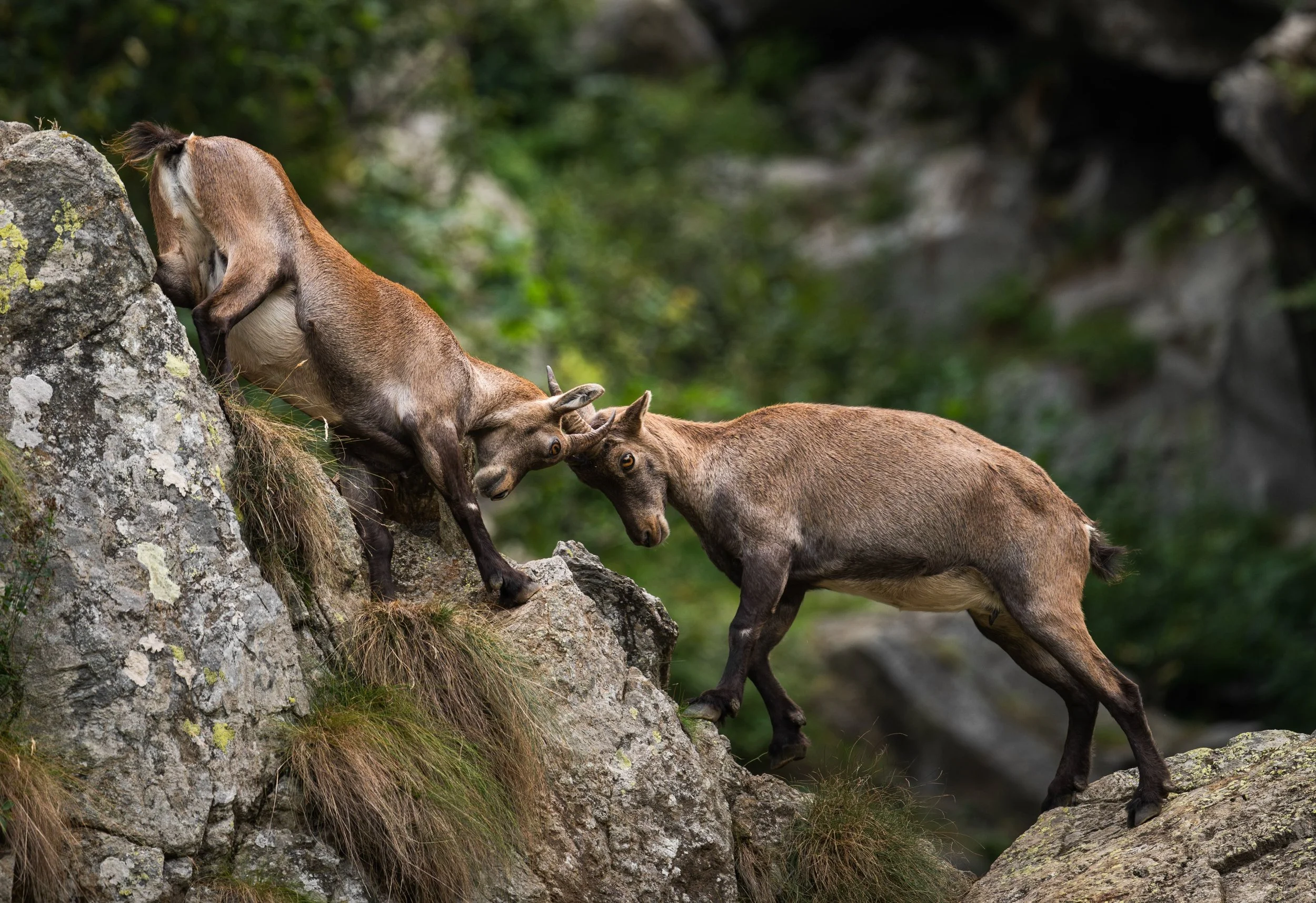 Among the rocks and waterfalls of Lago della Rovina, in the Italian Alps.

Alpine ibexes (Capra ibex) moving through their world with an incredible balance between strength and agility.

Shot with Nikon Z8 + NIKKOR Z 400mm f/4.5 VR S @nikonitalia 

#