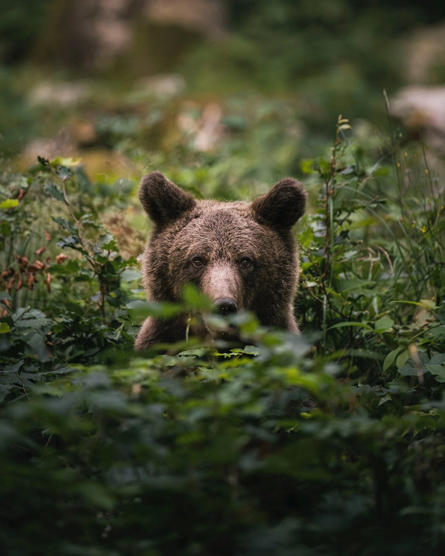 Eyes in the forest. Silent, observant, untamed &mdash; the brown bear reminds us that in these woods we are only guests.

Thanks to @slovenianbears 

#slovenia #ifeelslovenia #slovenianature #visitslovenia #wildlifephotography #wildlifeonearth #natur