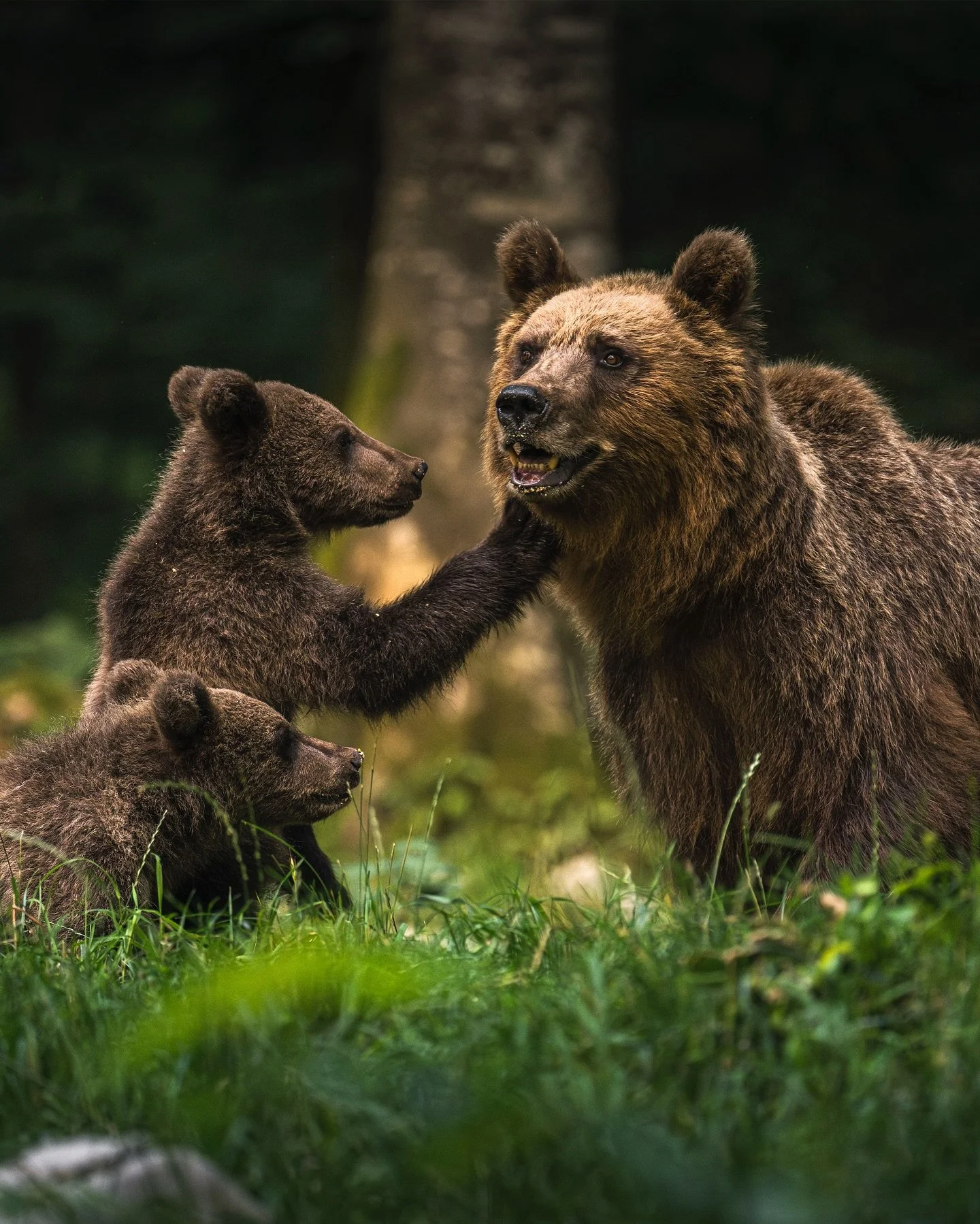 Family bonds in the wild. A mother bear with her cubs shows tender moments wrapped in strength, playfulness, and survival. The forest becomes their playground and their love the greatest protection.

Thanks to @slovenianbears 

#BrownBear #BearCubs #