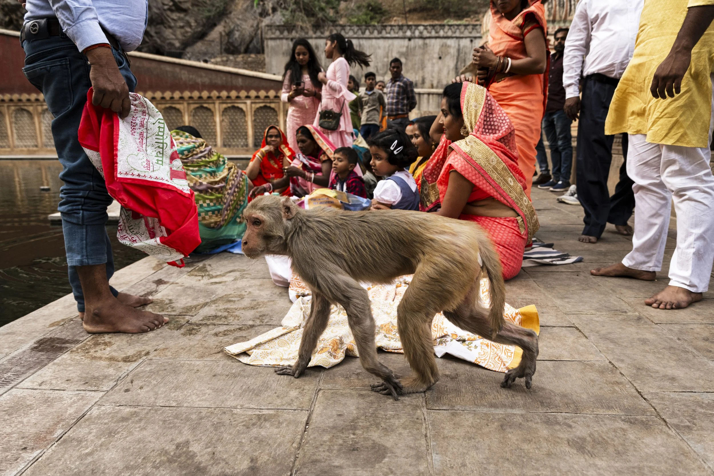 Rhesus macaque lurking near pilgrims trying to snatch food offerings