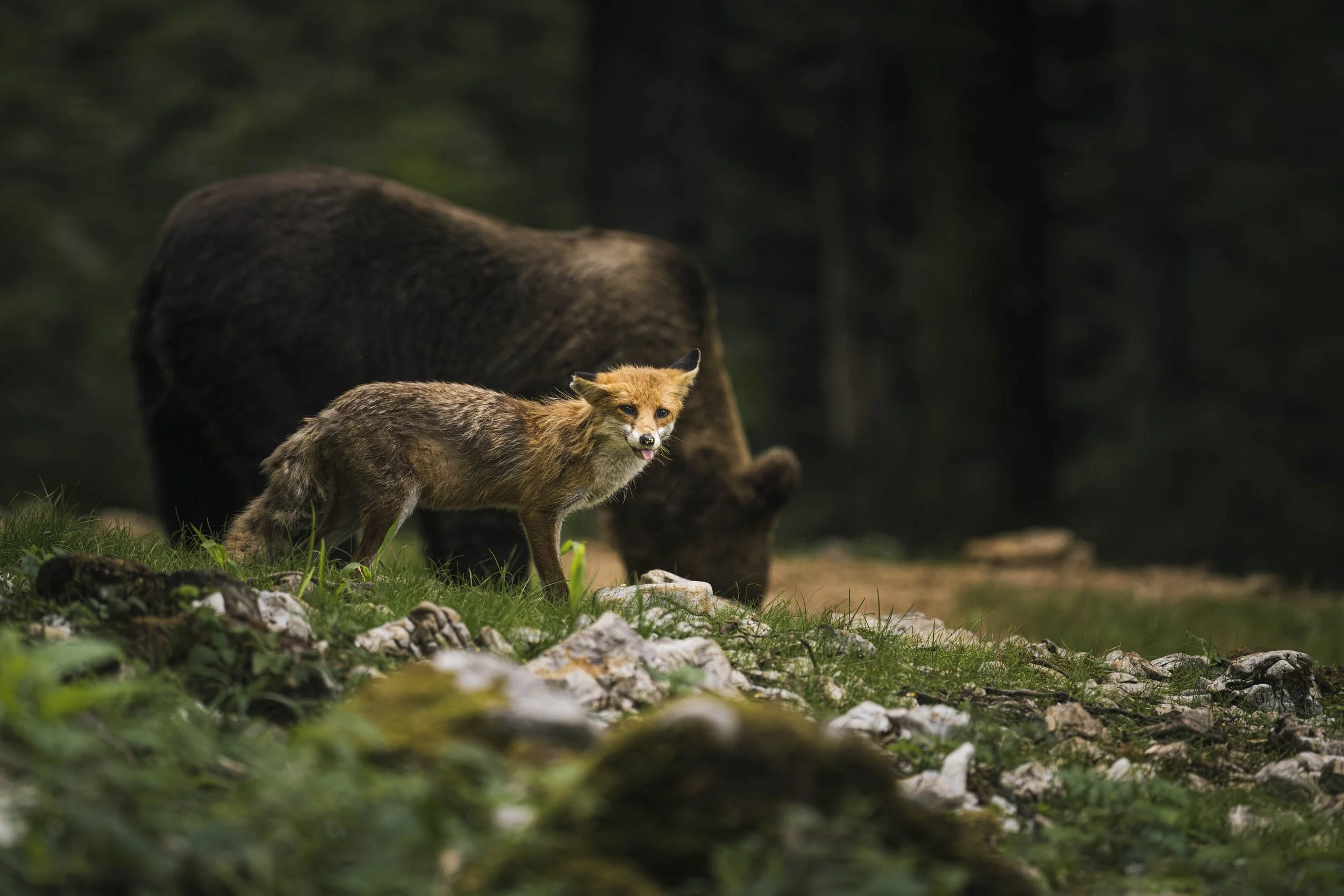 Fox and BearWinner of 20th Peli International Photo Contest