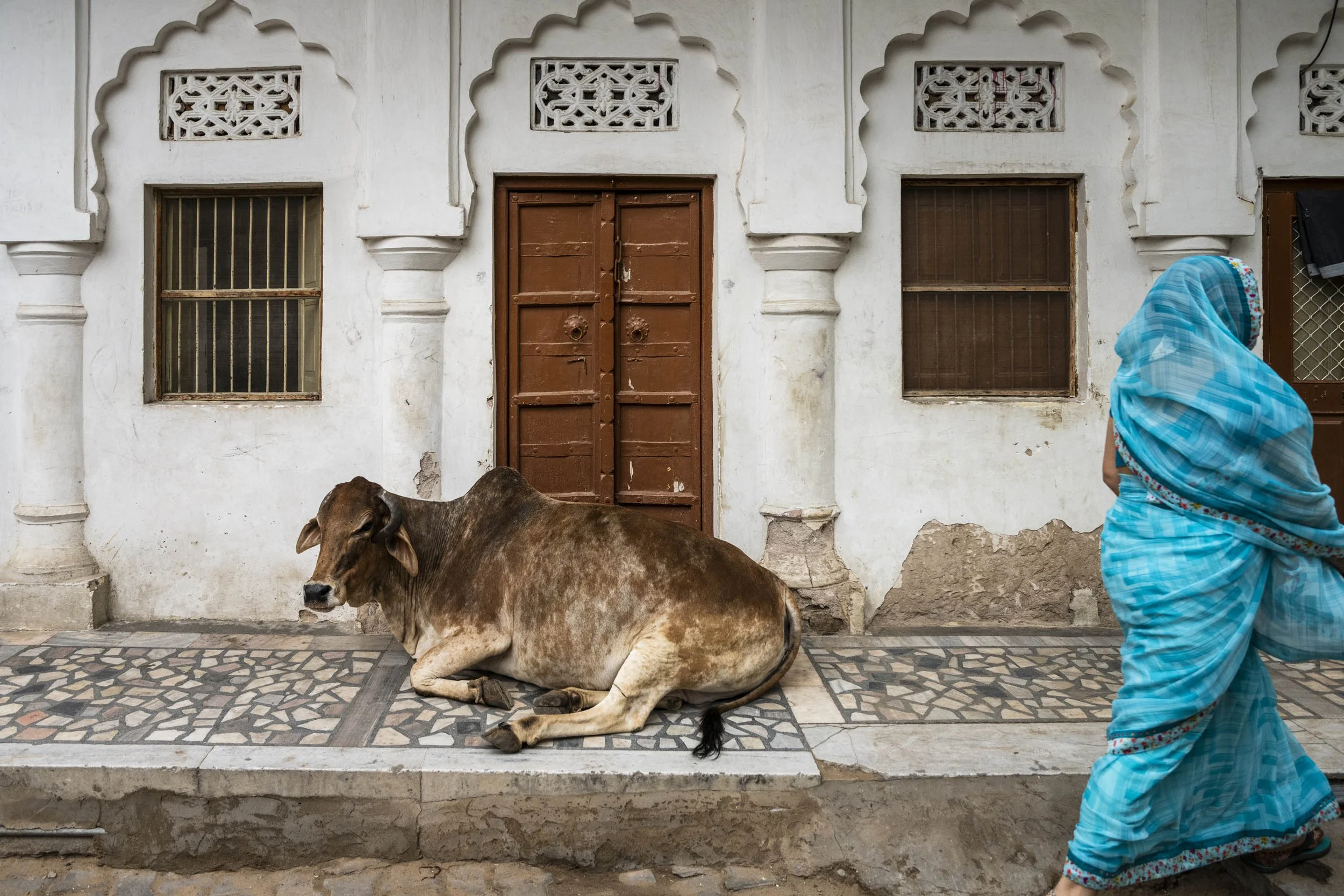 Sacred cow resting by a doorway in Pushkar
