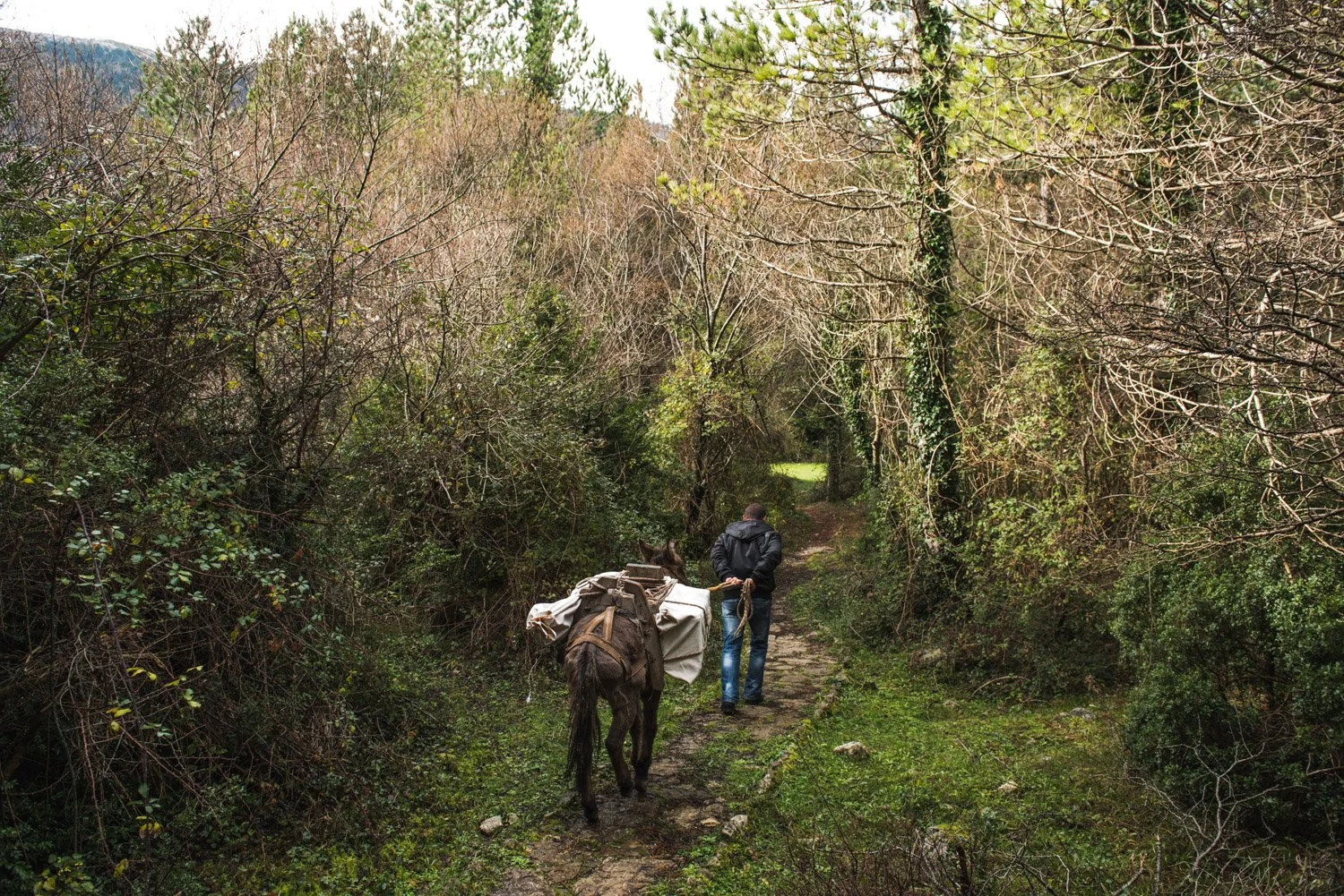 My guide and his mule