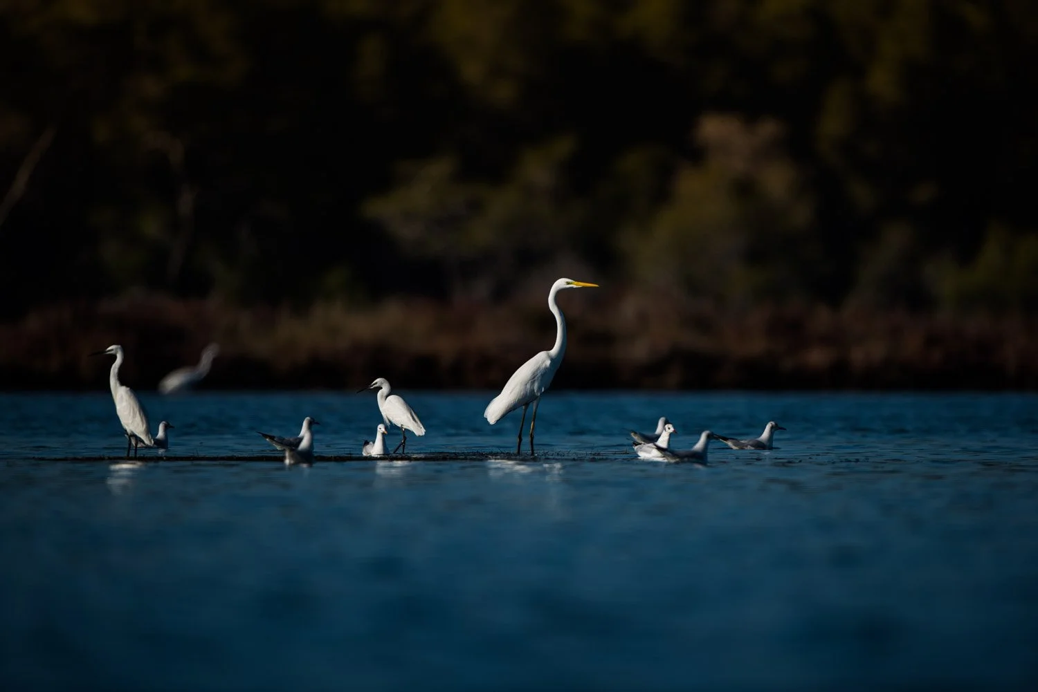 Egret and gulls