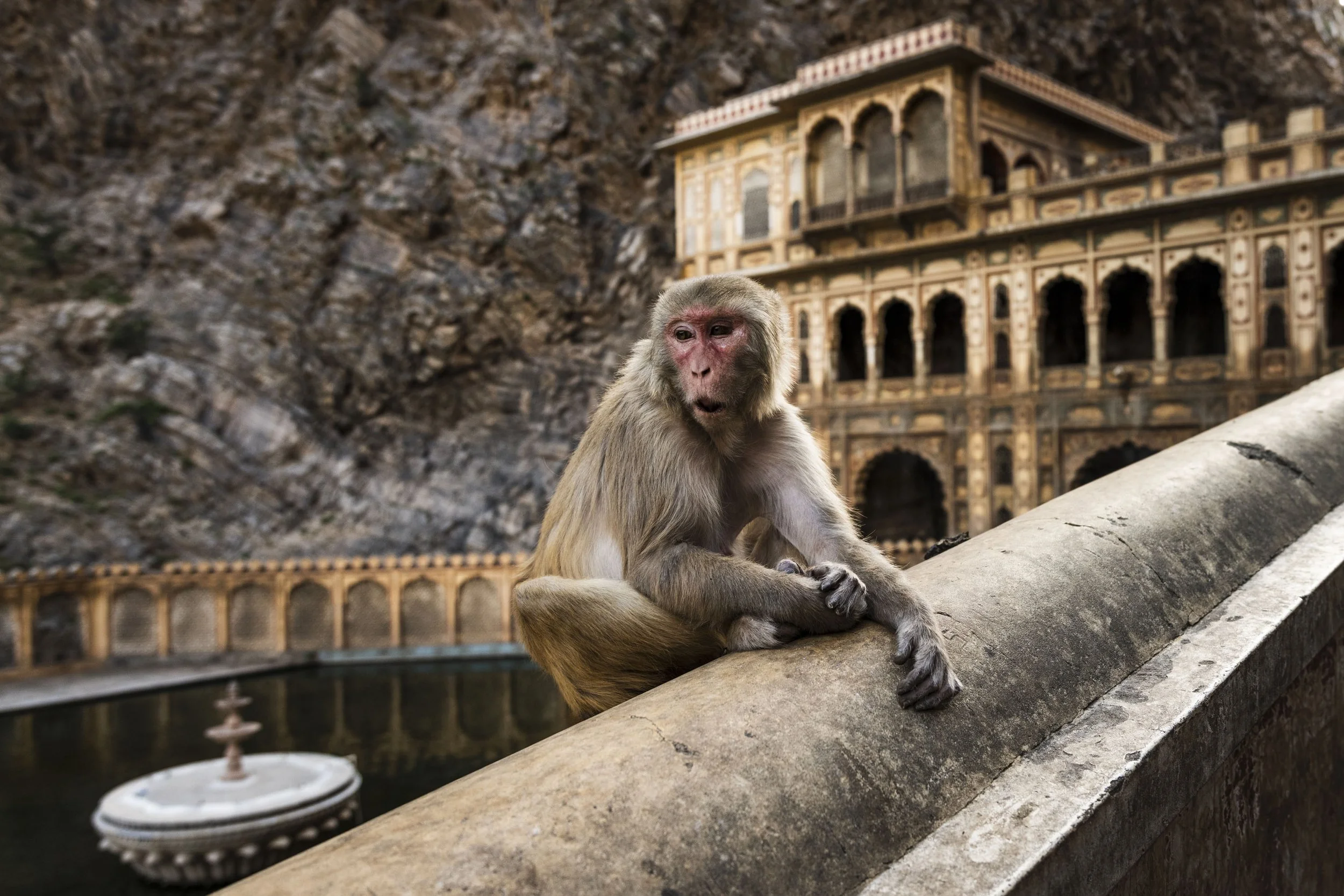 Rhesus macaque sitting on the balustrade with the sacred water tank