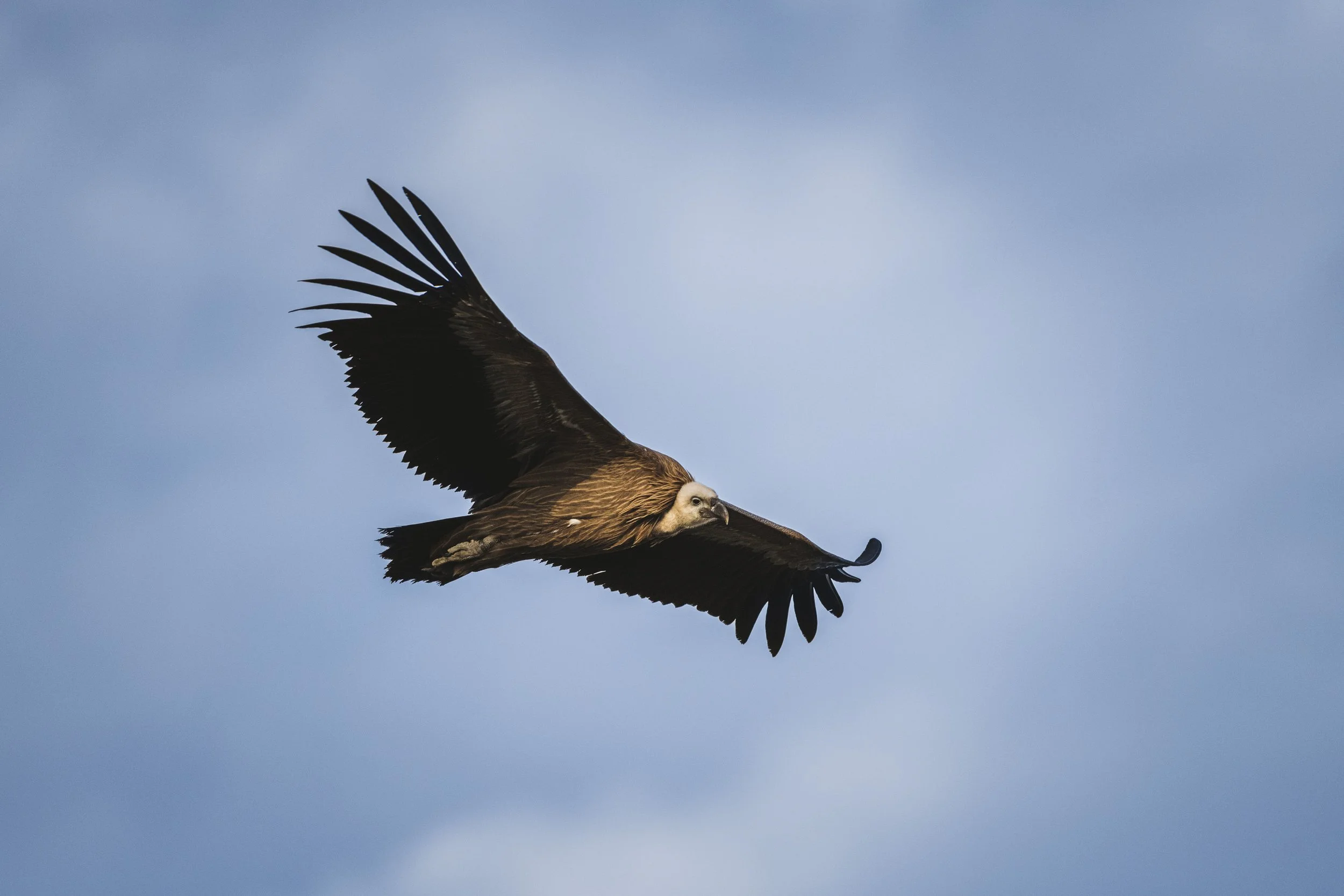 Eurasian griffon vulture - Gyps fulvus