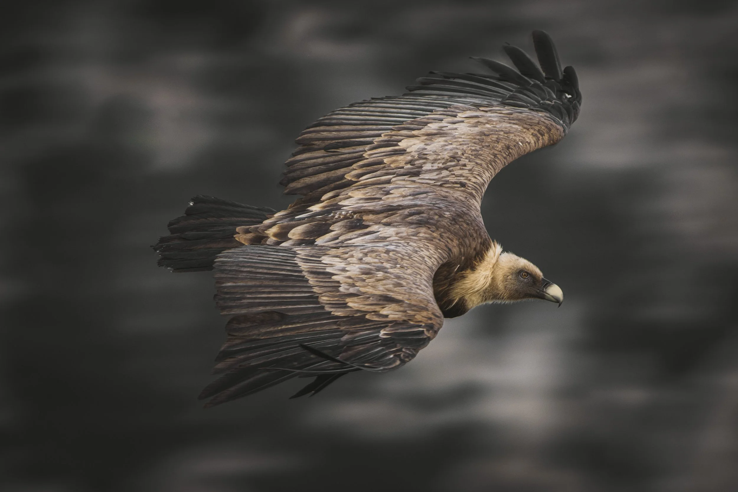 Eurasian griffon vulture - Gyps fulvus