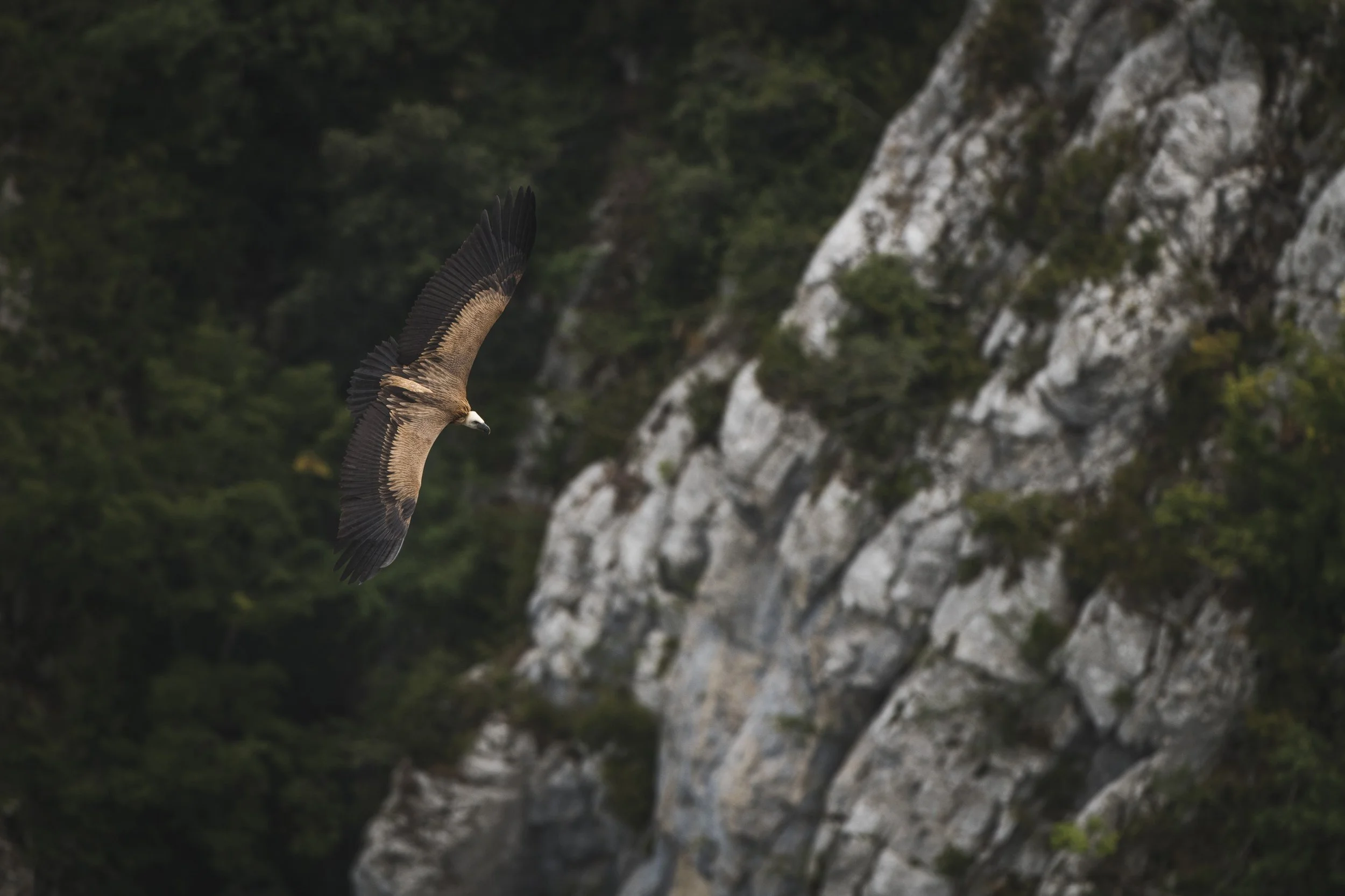 Eurasian griffon vulture - Gyps fulvus