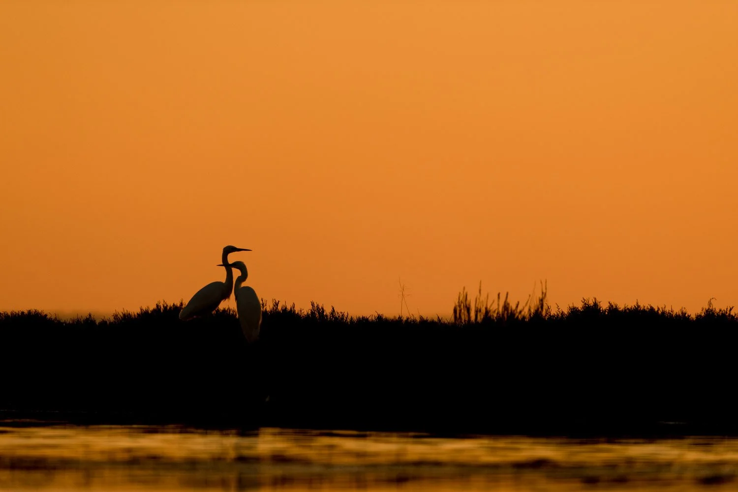 Great egrets at sunset