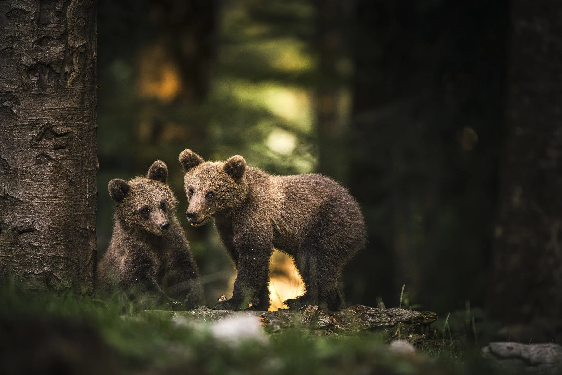 2025 - Bearwatching in Slovenia