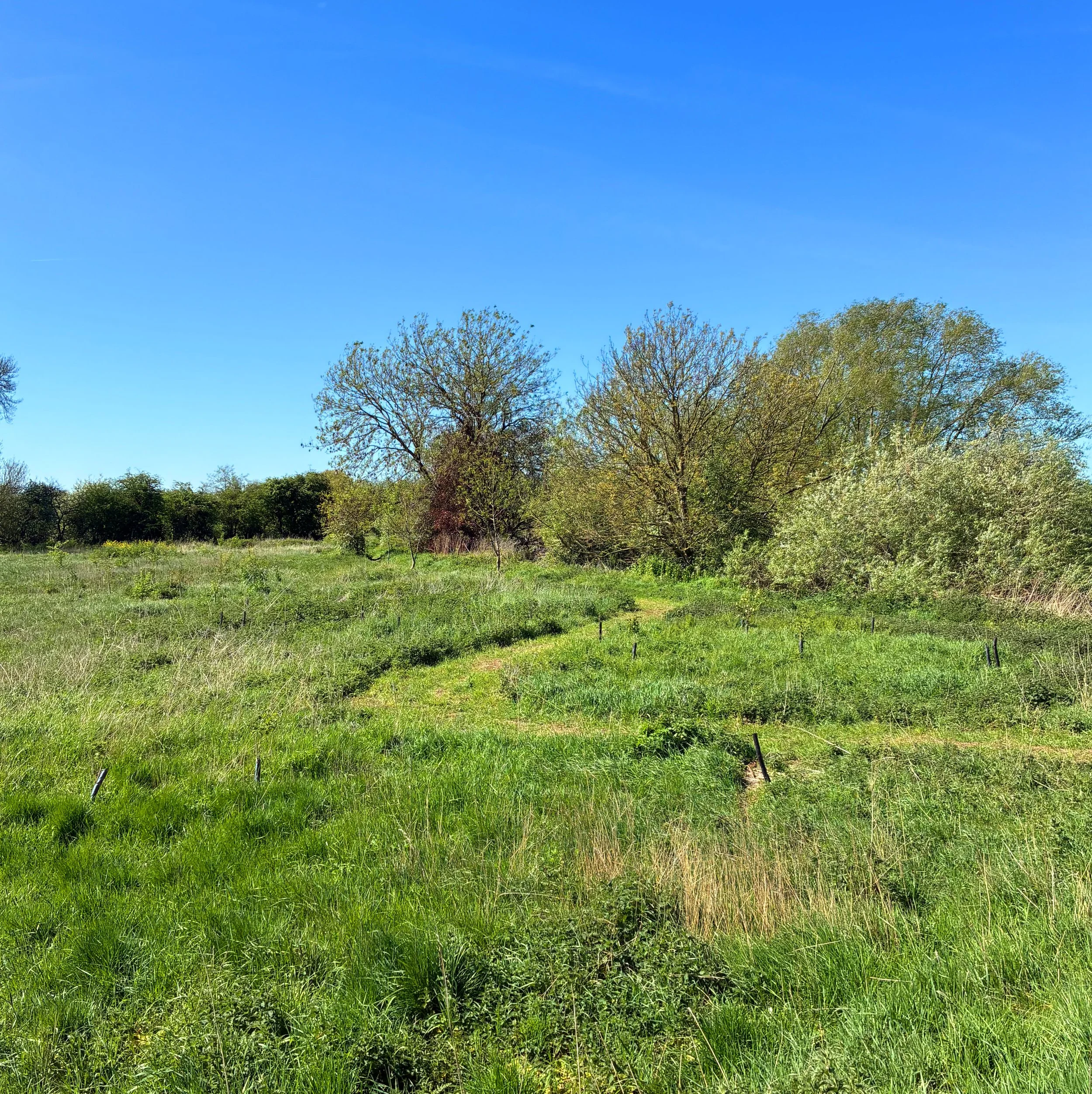 A clear blue sky with a few wispy clouds and several tall trees with sparse green foliage in a grassy field.