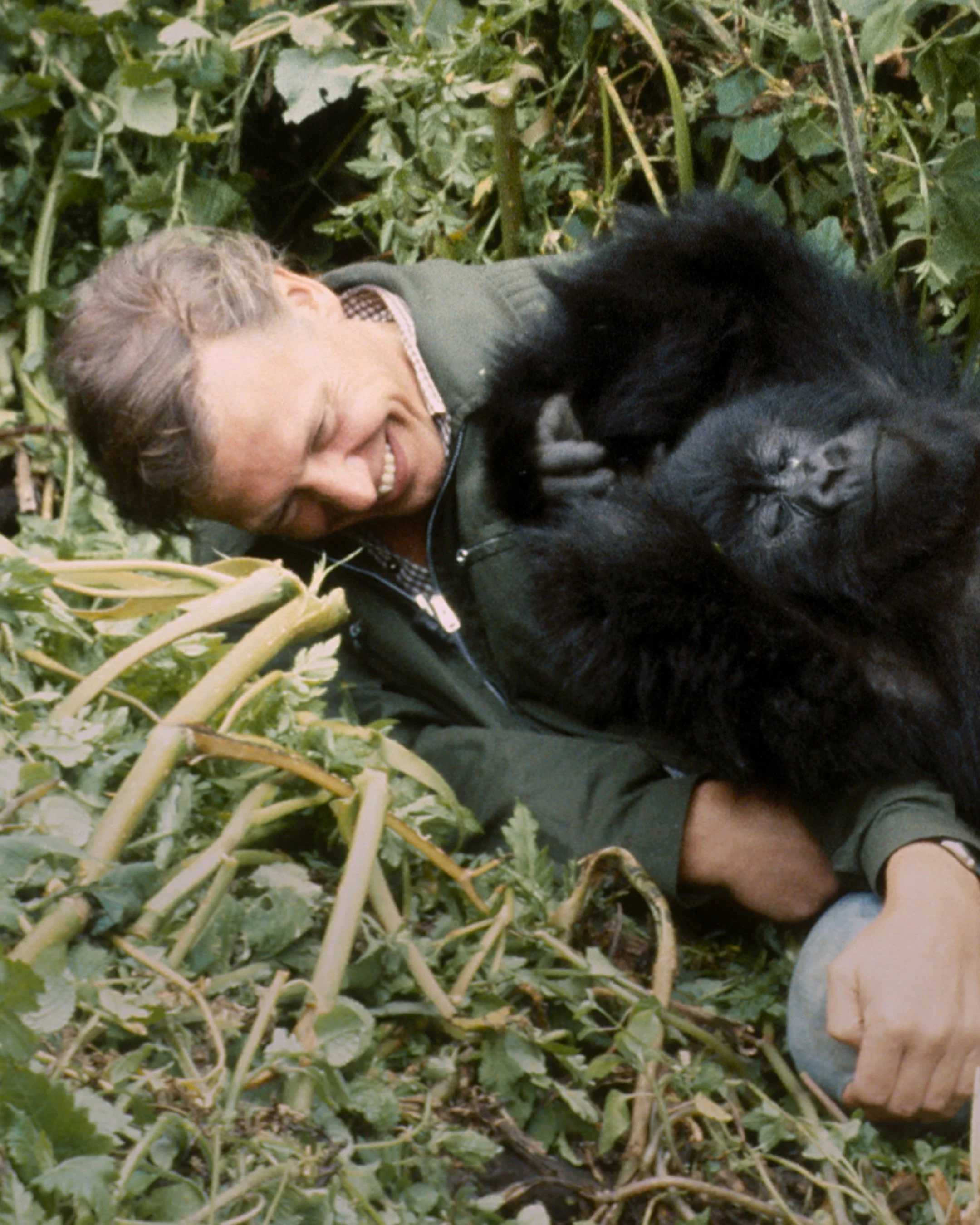 A GORILLA STORY: TOLD BY DAVID ATTENBOROUGH