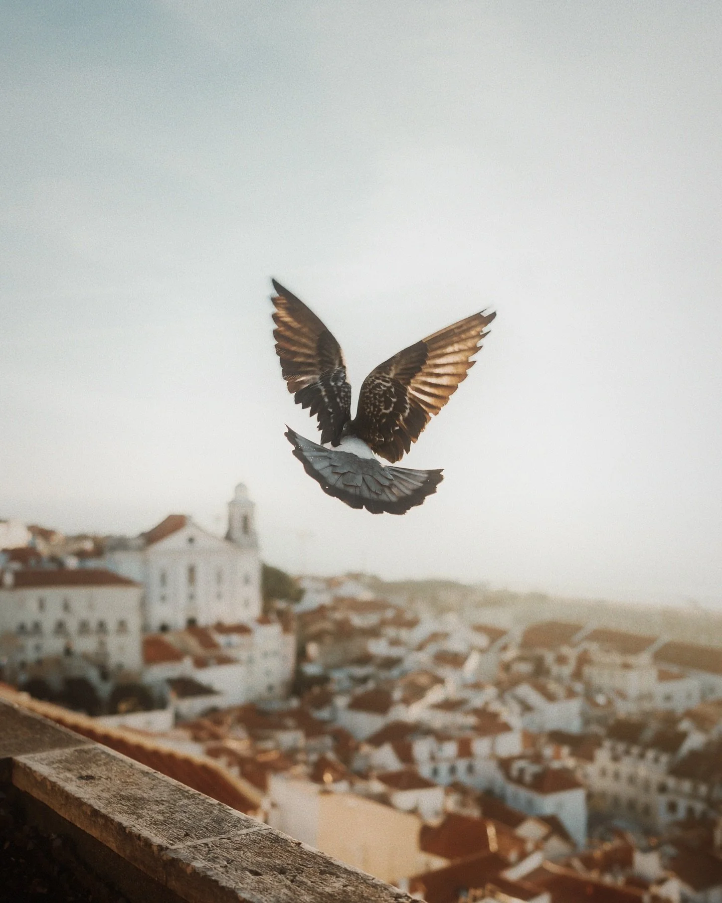 A peaceful early morning 🕊️ let me know your favourite and if you enjoy more the colour photos or the black and white ones 😊 
I just realised that I work so much with colour editing that I didn’t figure yet the b&w editing, still in the p