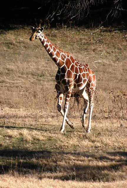 2003 Fossil Rim-175.jpg