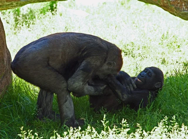 2011 Calgary Zoo-384
