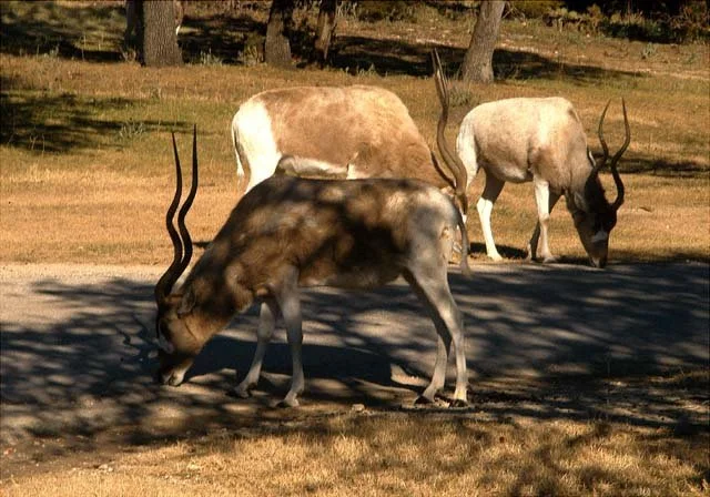 2003 Fossil Rim-139.JPG