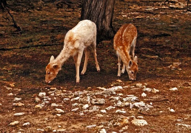 Fossil Rim-092.jpg