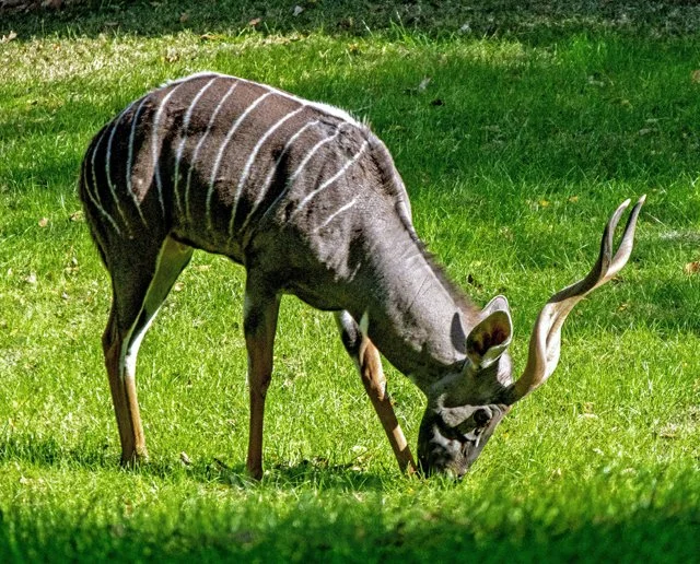 FW Zoo-137.jpg