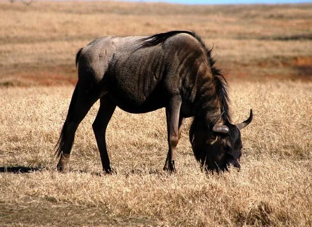 2003 Fossil Rim-159.jpg