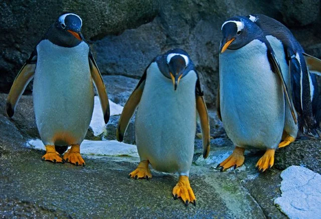 Penguins-152.jpg