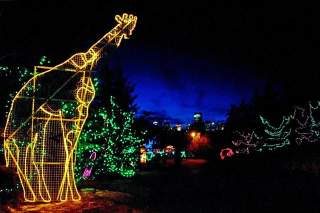 Zoolights-022.jpg
