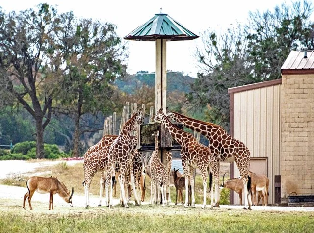 Fossil Rim-214.jpg