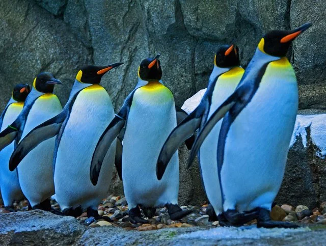 Penguins-077.jpg