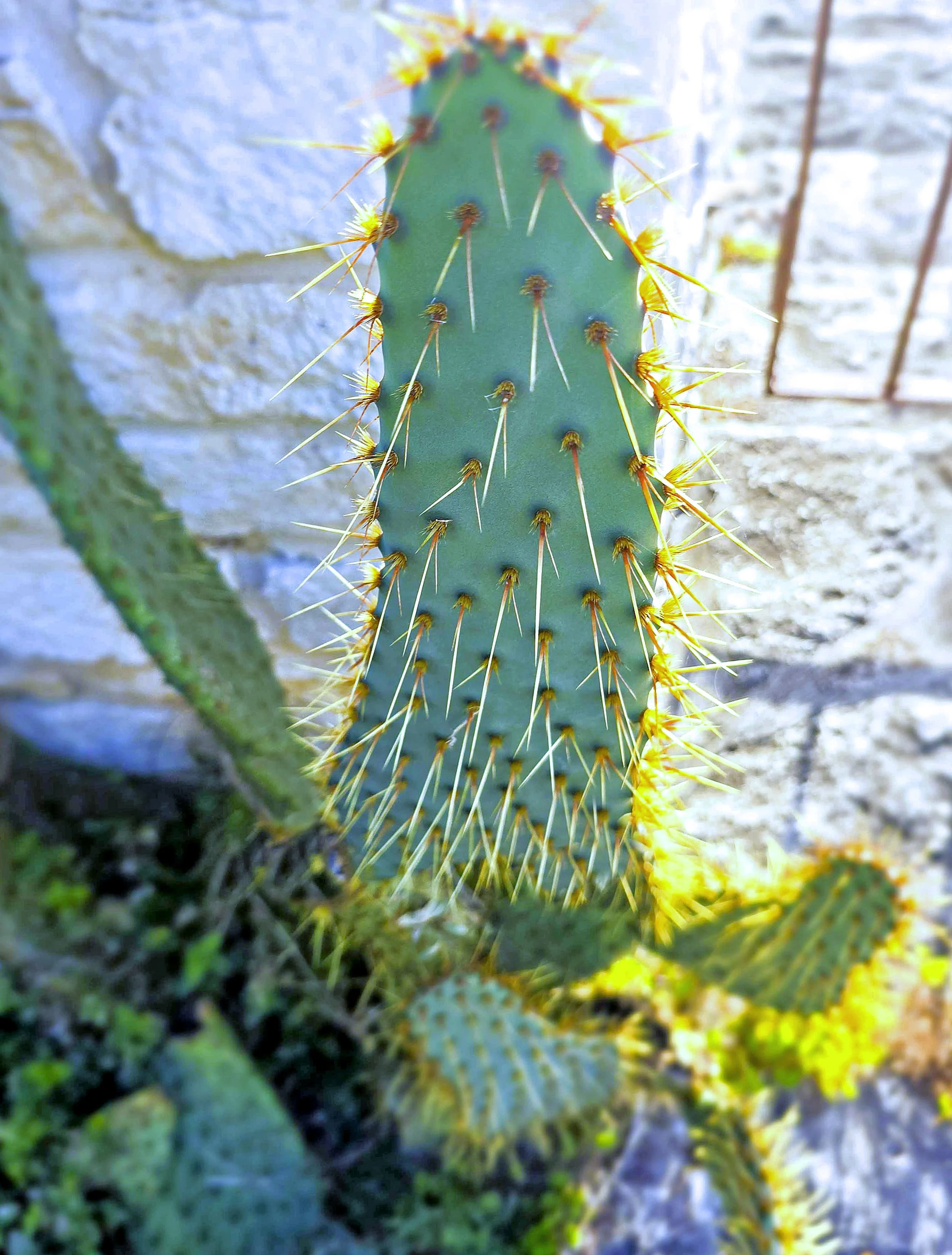 Fossil Rim-012.jpg