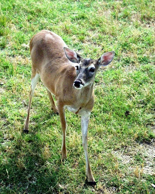 2001 Fossil Rim-032.jpg
