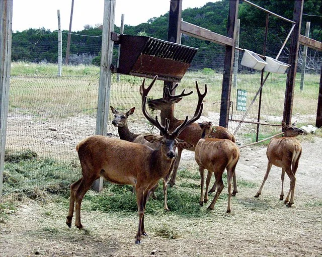 2001 Fossil Rim-065.jpg