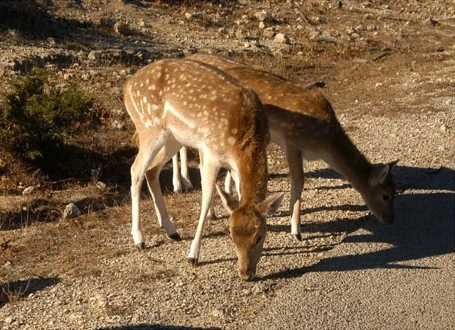 2003 Fossil Rim-051.jpg